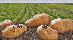 PAPAS