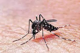mosquito