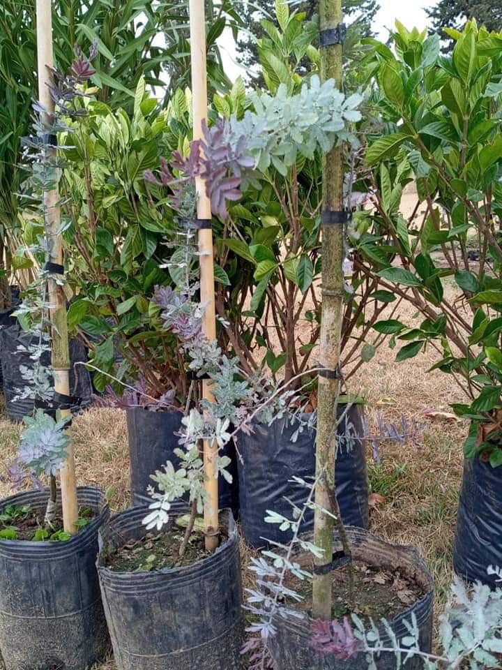 FB_IMG_1594054444453